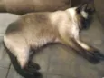 Mia