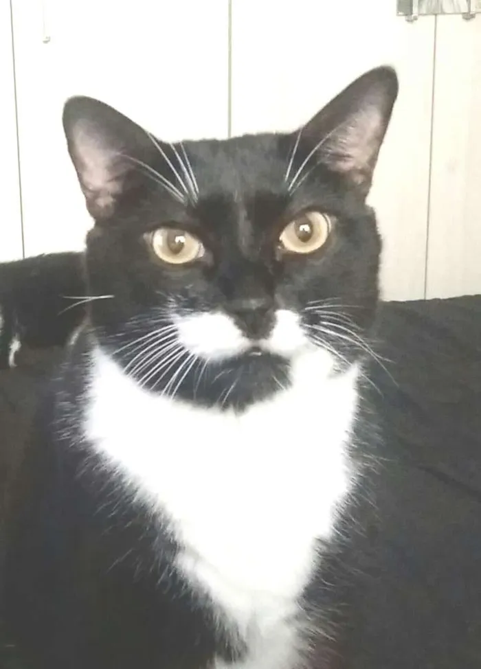 Gato ra a Não definida idade 6 ou mais anos nome Nero