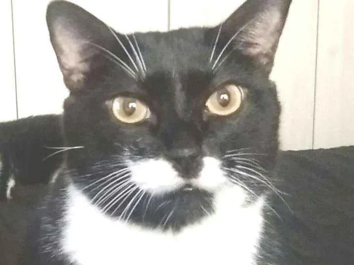 Gato ra a Não definida idade 6 ou mais anos nome Nero