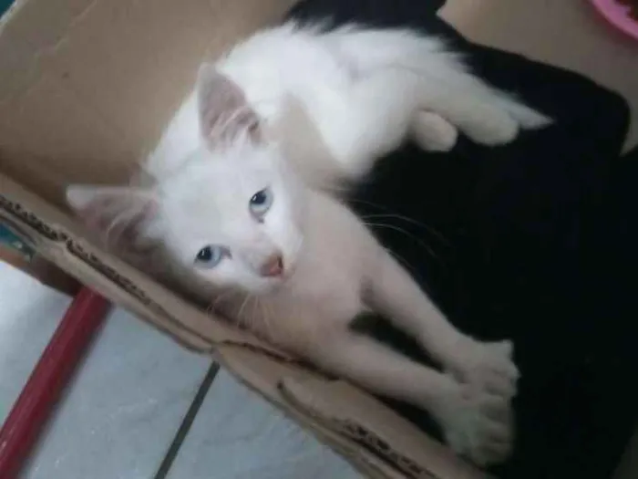 Gato raça  idade 2 a 6 meses nome Sem nome 
