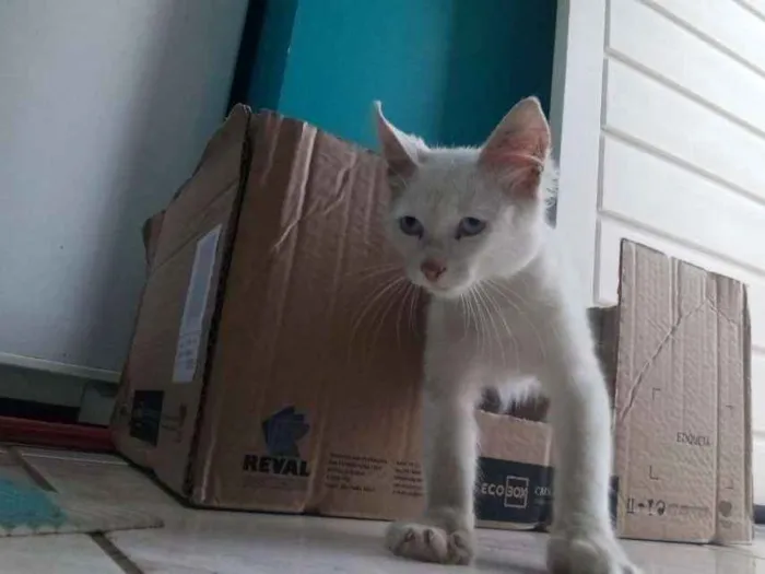 Gato raça  idade 2 a 6 meses nome Sem nome 
