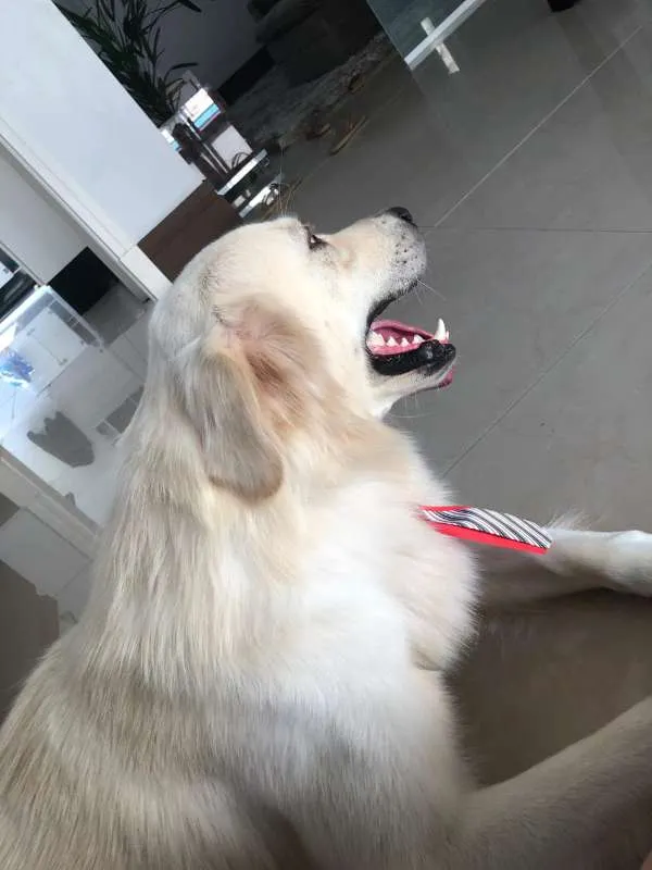 Cachorro ra a Golden Retriever idade 2 anos nome Sebastian