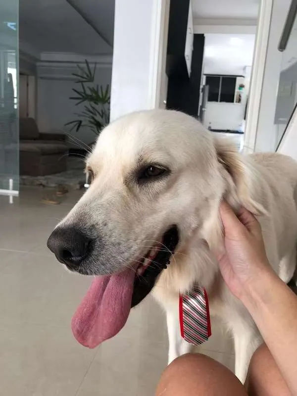 Cachorro ra a Golden Retriever idade 2 anos nome Sebastian