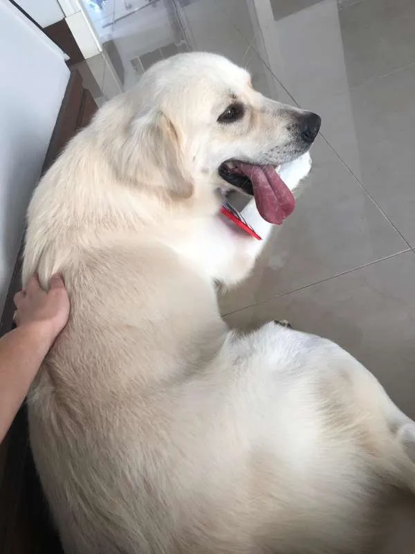 Cachorro ra a Golden Retriever idade 2 anos nome Sebastian