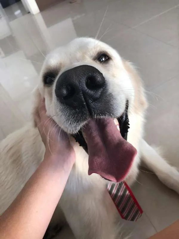 Cachorro ra a Golden Retriever idade 2 anos nome Sebastian