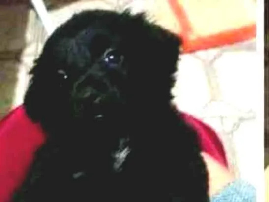 Cachorro raça Sem raça definida idade 2 a 6 meses nome Sem nome
