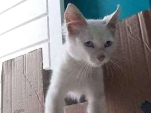 Gato raça  idade 2 a 6 meses nome Sem nome 