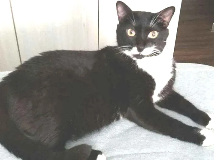Gato ra a Não definida idade 6 ou mais anos nome Nero