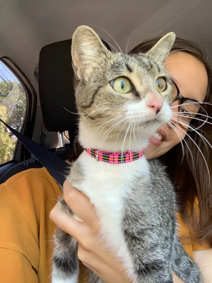 Gato ra a SRD idade 7 a 11 meses nome Jujuba (castrada)