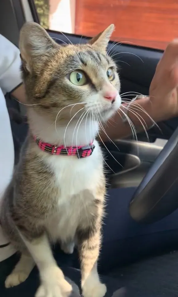 Gato ra a SRD idade 7 a 11 meses nome Jujuba (castrada)
