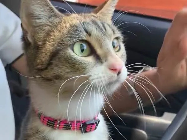 Gato ra a SRD idade 7 a 11 meses nome Jujuba (castrada)