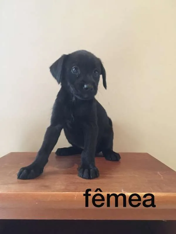 Cachorro ra a indefinida idade 2 a 6 meses nome fofos