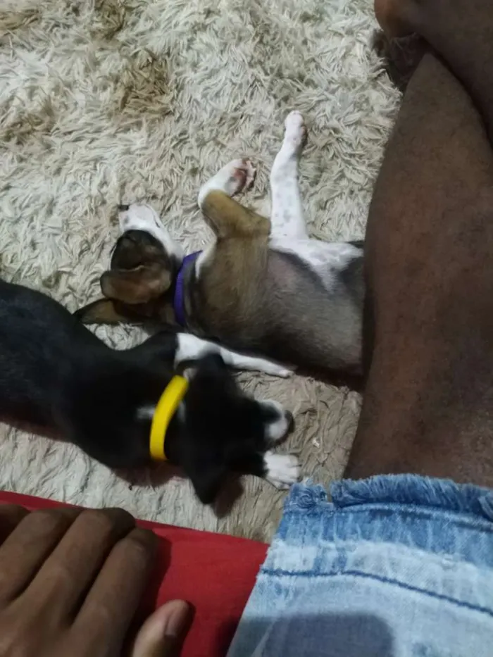 Cachorro ra a Indefinível  idade 2 a 6 meses nome Indefinível