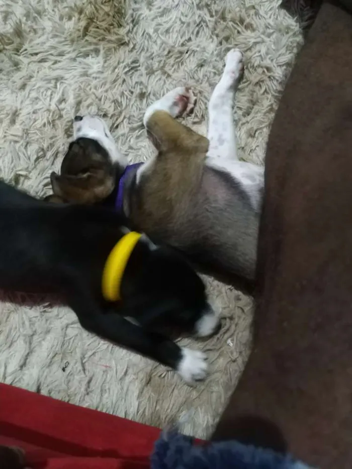 Cachorro ra a Indefinível  idade 2 a 6 meses nome Indefinível