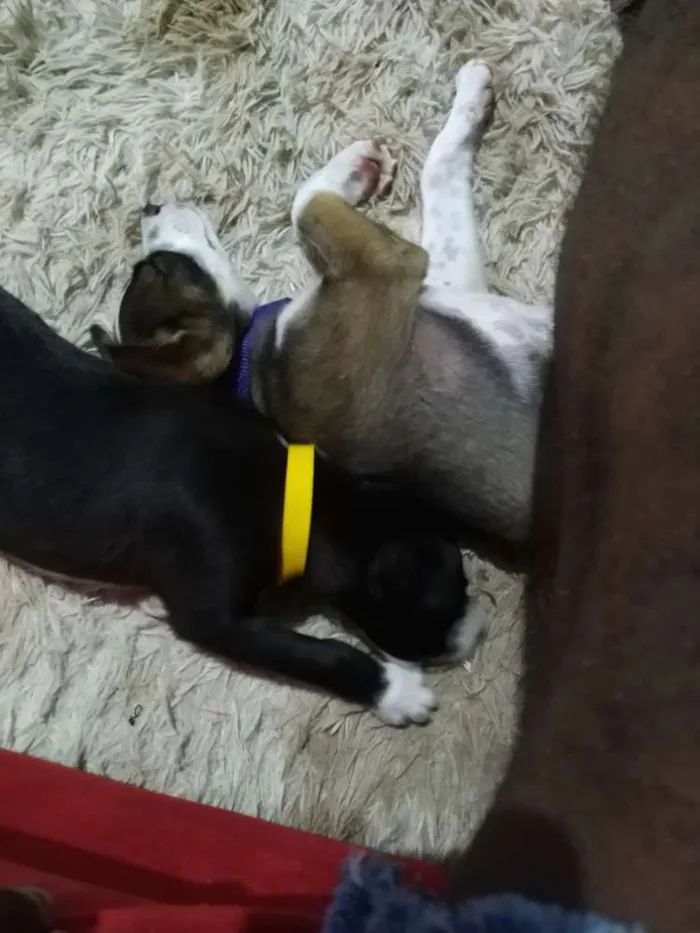 Cachorro ra a Indefinível  idade 2 a 6 meses nome Indefinível