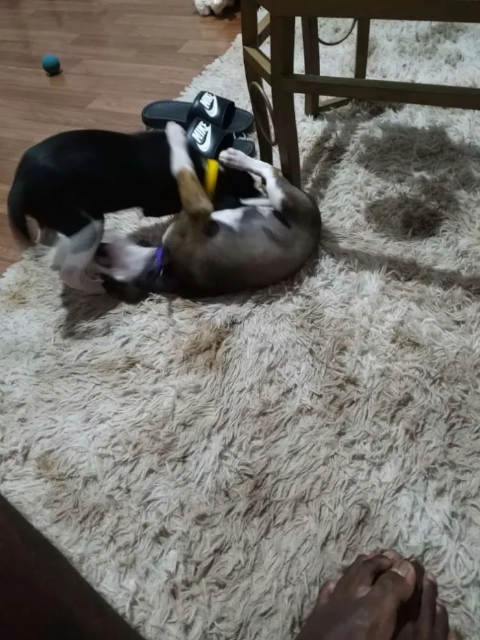 Cachorro ra a Indefinível  idade 2 a 6 meses nome Indefinível