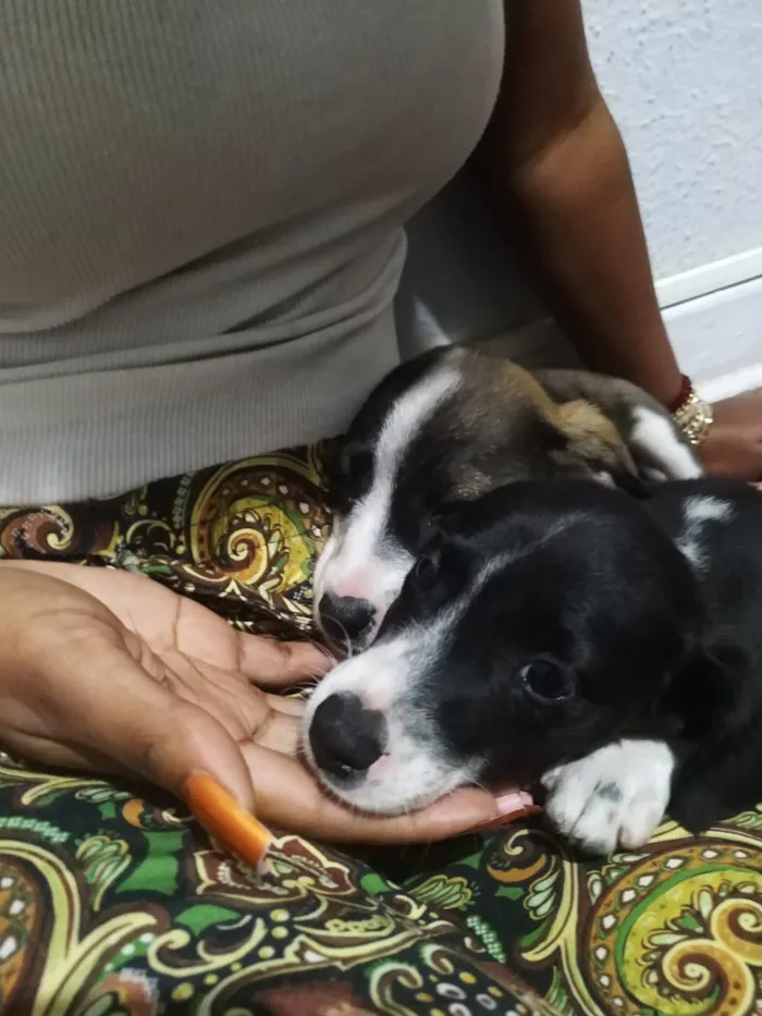 Cachorro ra a Indefinível  idade 2 a 6 meses nome Indefinível