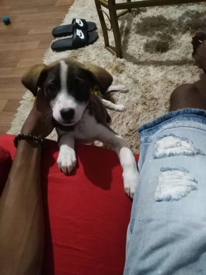 Cachorro ra a Indefinível  idade 2 a 6 meses nome Indefinível