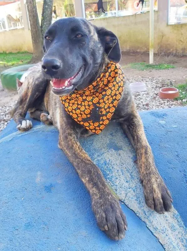 Cachorro ra a srd idade 7 a 11 meses nome Bombom