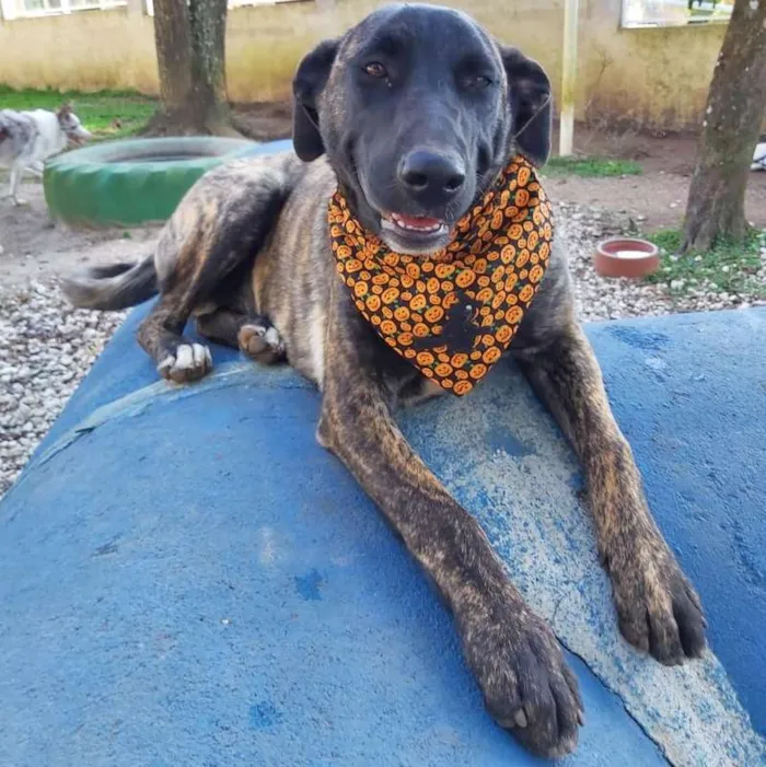 Cachorro ra a srd idade 7 a 11 meses nome Bombom