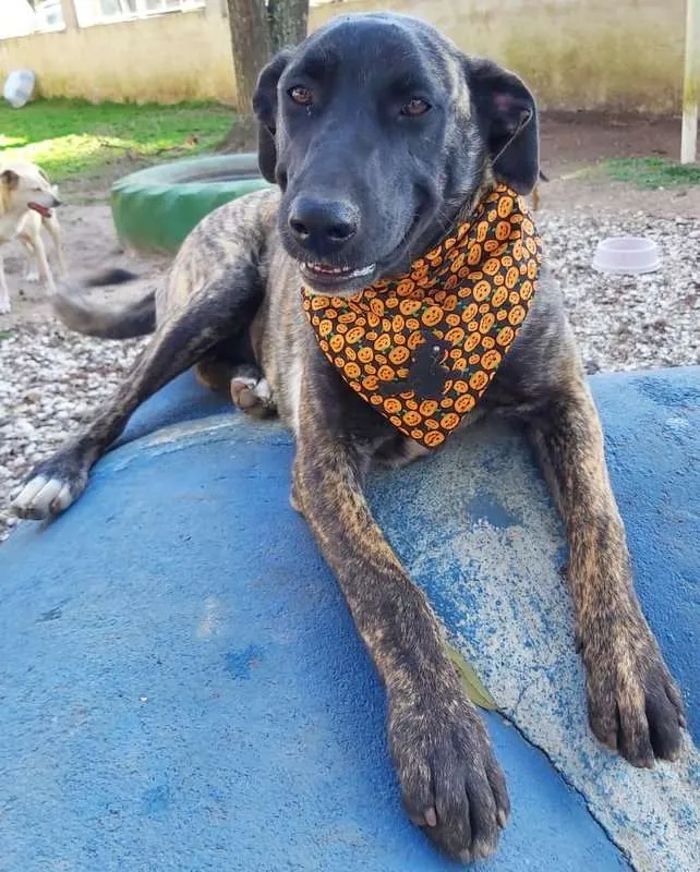 Cachorro ra a srd idade 7 a 11 meses nome Bombom