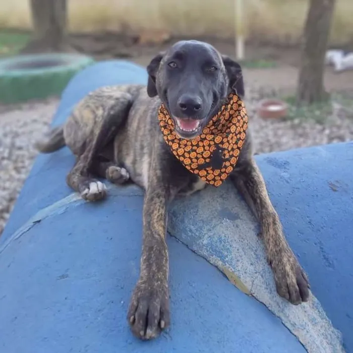 Cachorro ra a srd idade 7 a 11 meses nome Bombom