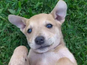 Cachorro raça Vira lata  idade Abaixo de 2 meses nome Lili