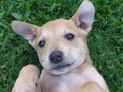 Cachorro raça Vira lata  idade Abaixo de 2 meses nome Lili