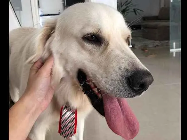 Cachorro ra a Golden Retriever idade 2 anos nome Sebastian