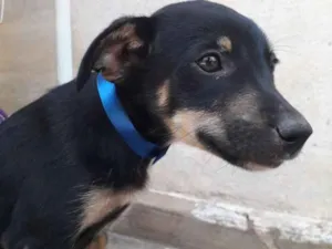 Cachorro raça SRD idade 2 a 6 meses nome Baby 4