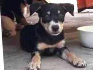 Cachorro raça SRD idade 2 a 6 meses nome Baby 5