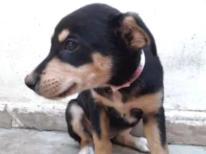 Cachorro raça SRD idade 2 a 6 meses nome Baby 2