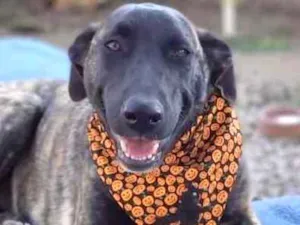Cachorro raça srd idade 7 a 11 meses nome Bombom