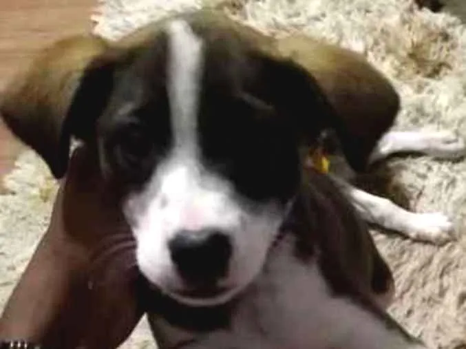Cachorro ra a Indefinível  idade 2 a 6 meses nome Indefinível