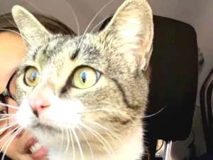 Gato raça SRD idade 7 a 11 meses nome Jujuba (castrada)
