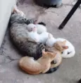 Filhotes mimosos