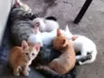 Filhotes mimosos