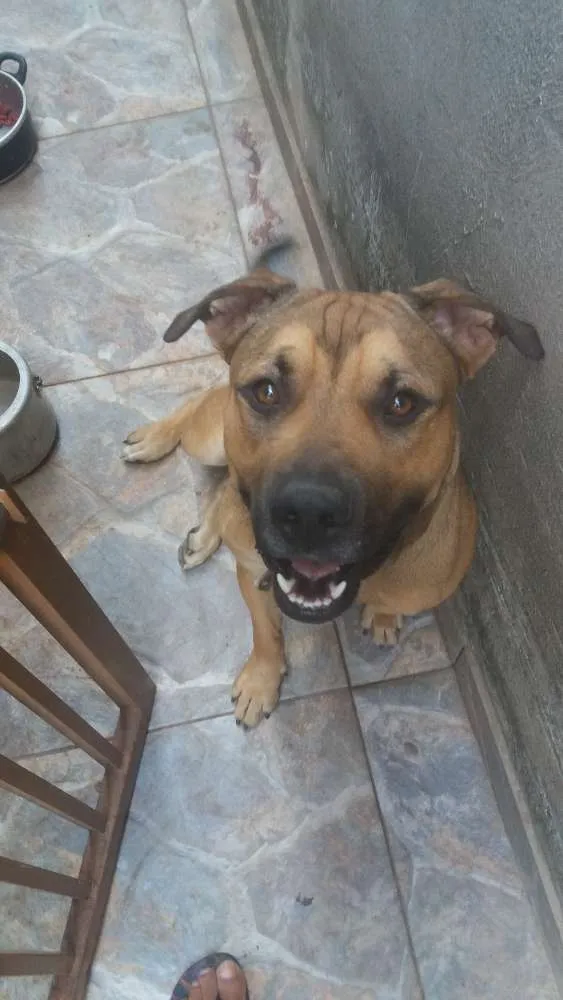 Cachorro ra a pitibull idade 7 a 11 meses nome Zeus