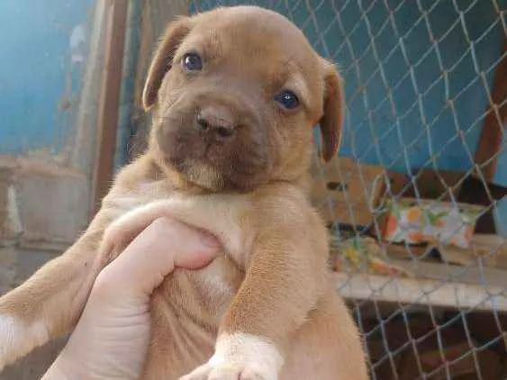 Cachorro raça S raça definida idade 2 a 6 meses nome Filhotes fêmeas s no