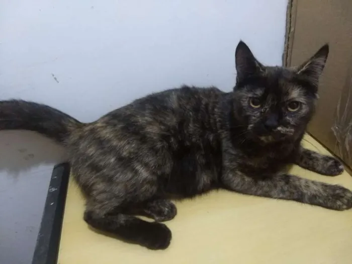 Gato ra a SRD idade 1 ano nome Bernadete
