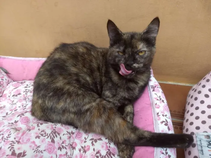 Gato ra a SRD idade 1 ano nome Bernadete