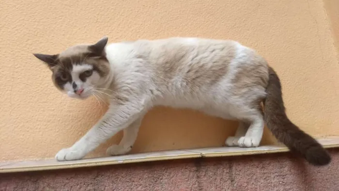 Gato ra a SRD idade 1 ano nome Bradley