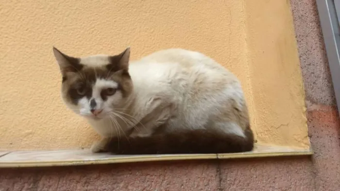 Gato ra a SRD idade 1 ano nome Bradley