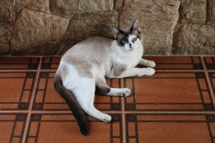 Gato ra a SRD idade 1 ano nome Bradley