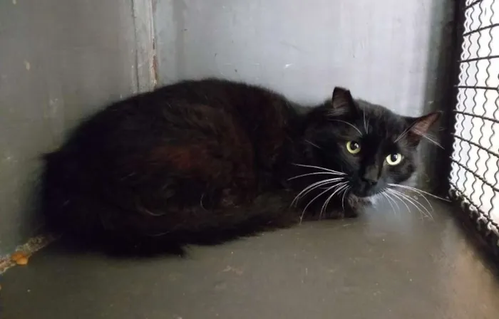 Gato ra a SRD idade 2 anos nome Camarguinho
