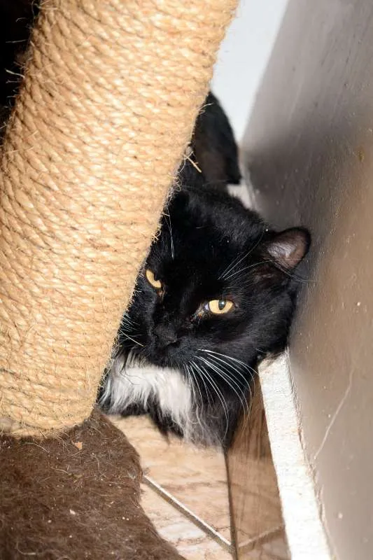Gato ra a SRD idade 2 anos nome Camarguinho