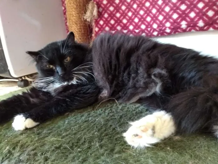 Gato ra a SRD idade 2 anos nome Camarguinho