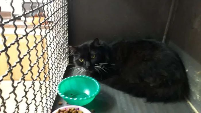 Gato ra a SRD idade 2 anos nome Camarguinho