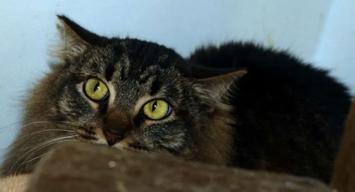 Gato ra a SRD idade 2 anos nome Ana Neri