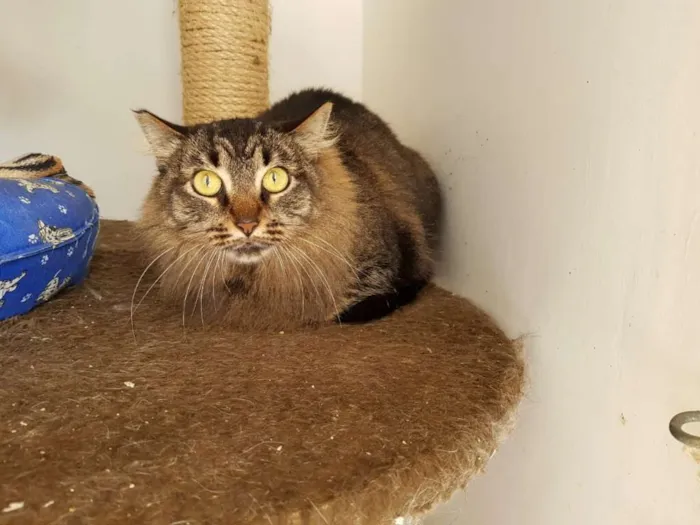 Gato ra a SRD idade 2 anos nome Ana Neri